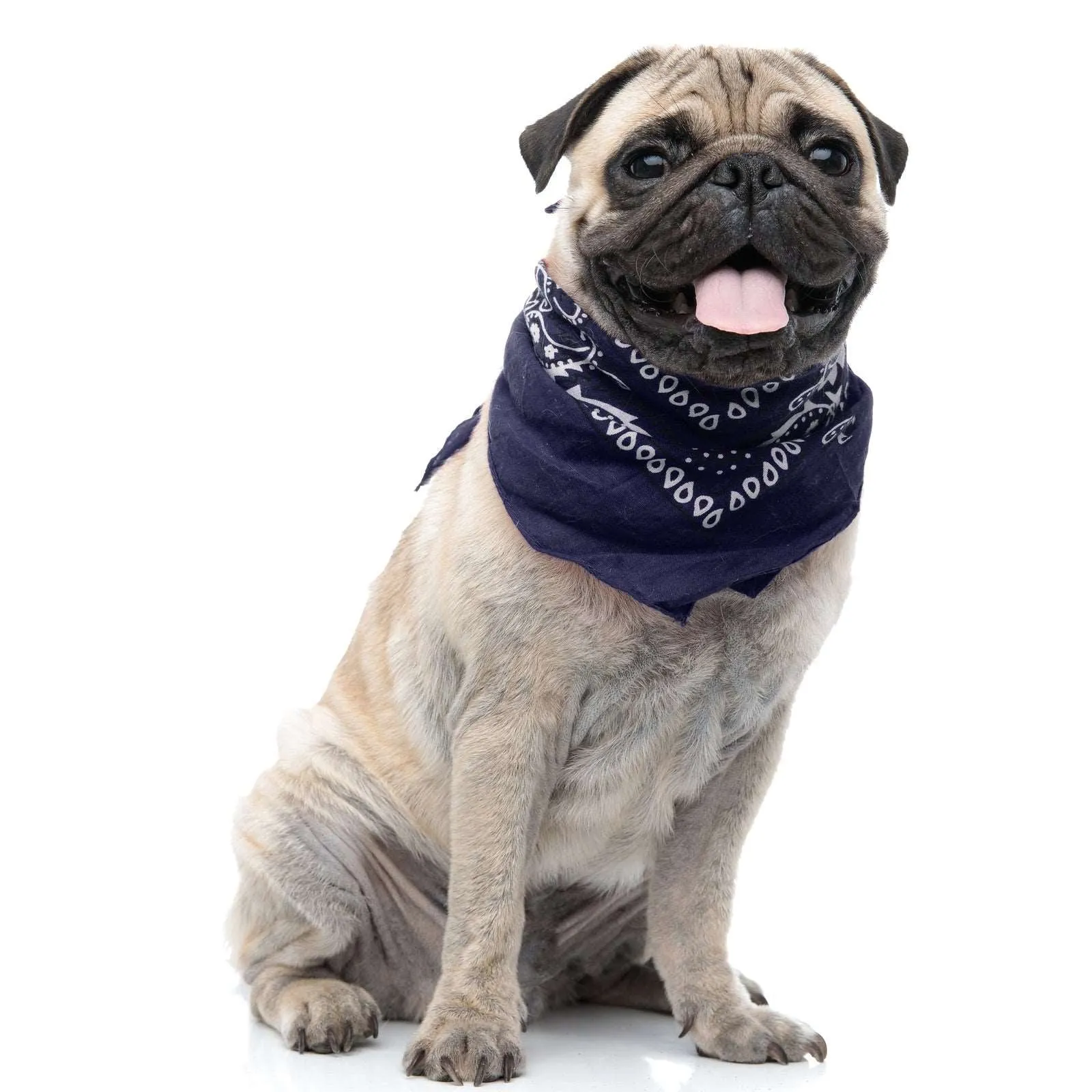 30 Pack Cotton Paisley Regular Size Dog Bandanas