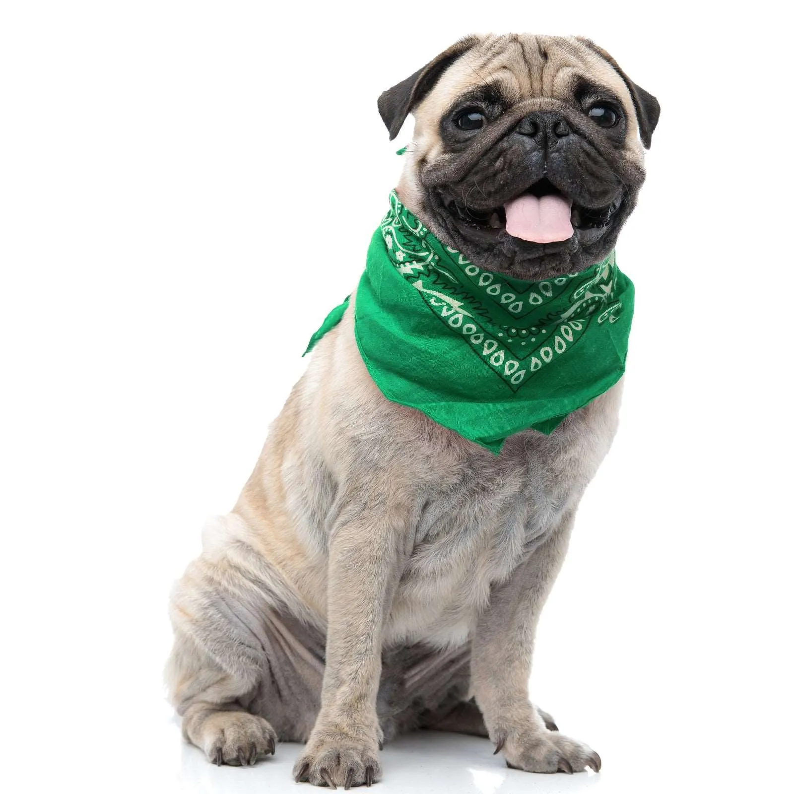 30 Pack Cotton Paisley Regular Size Dog Bandanas