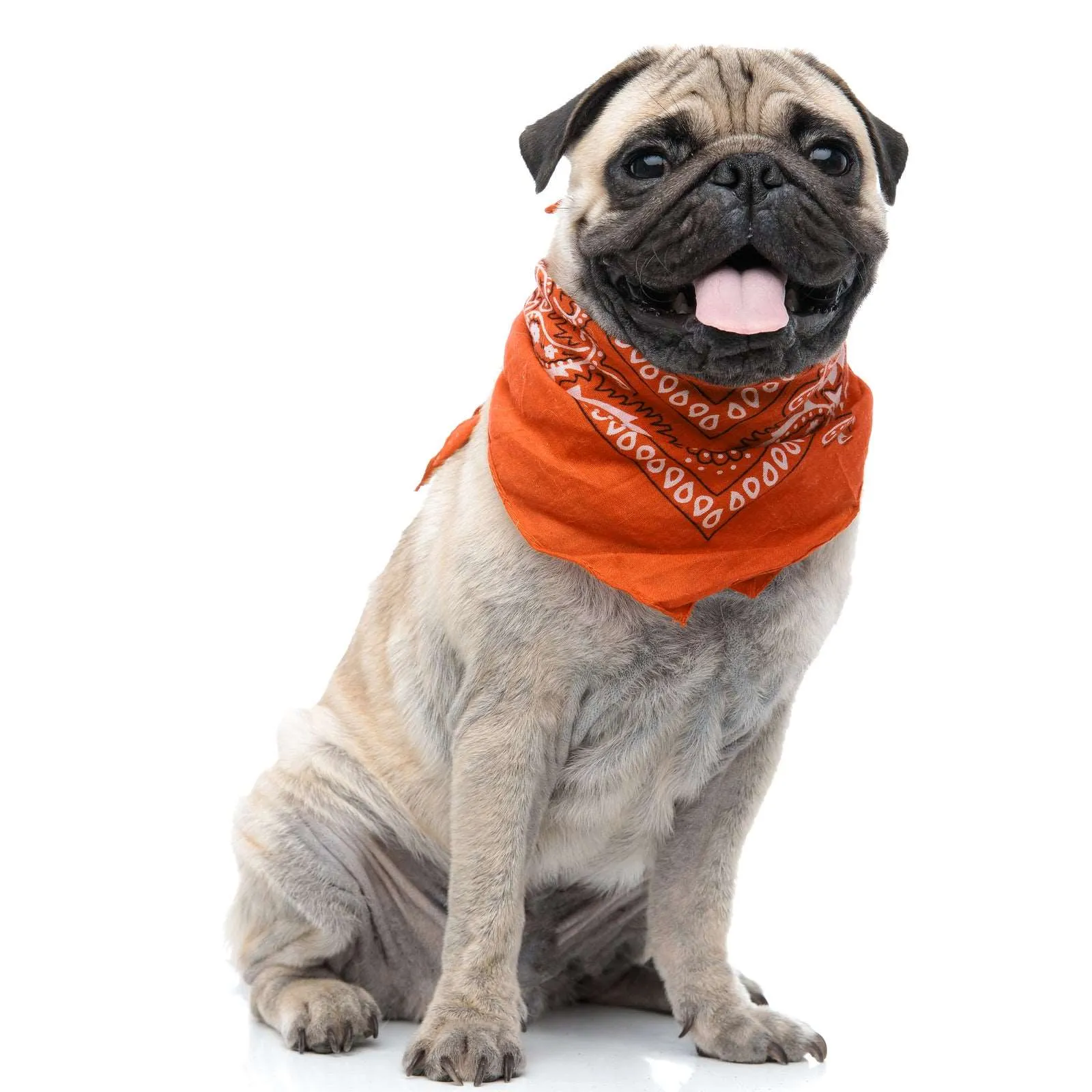 30 Pack Cotton Paisley Regular Size Dog Bandanas