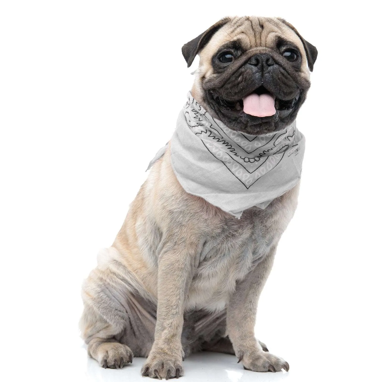 30 Pack Cotton Paisley Regular Size Dog Bandanas