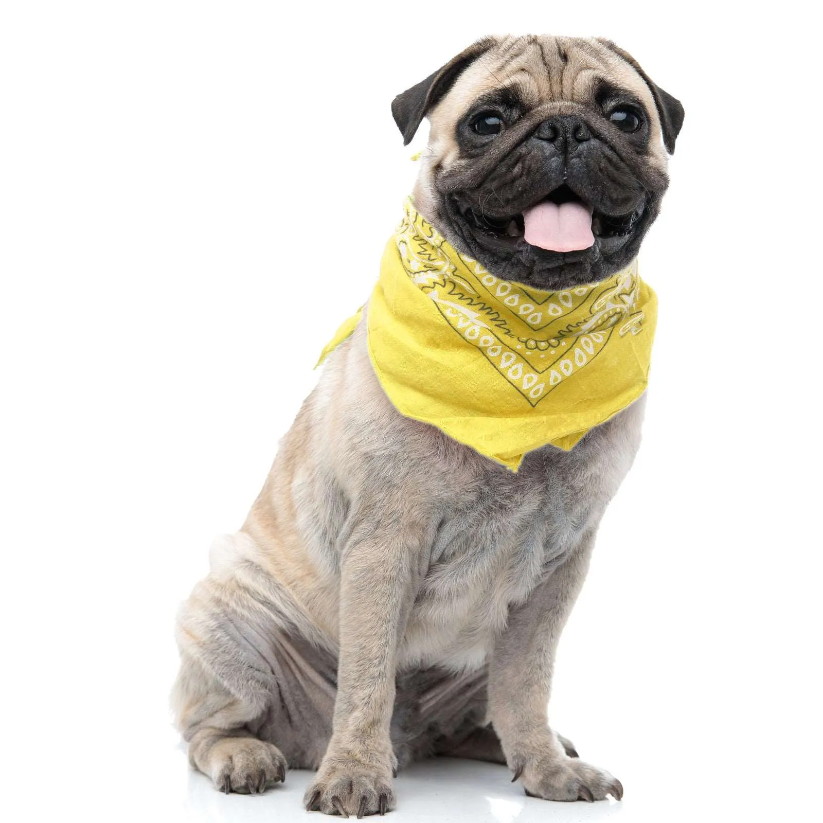 30 Pack Cotton Paisley Regular Size Dog Bandanas