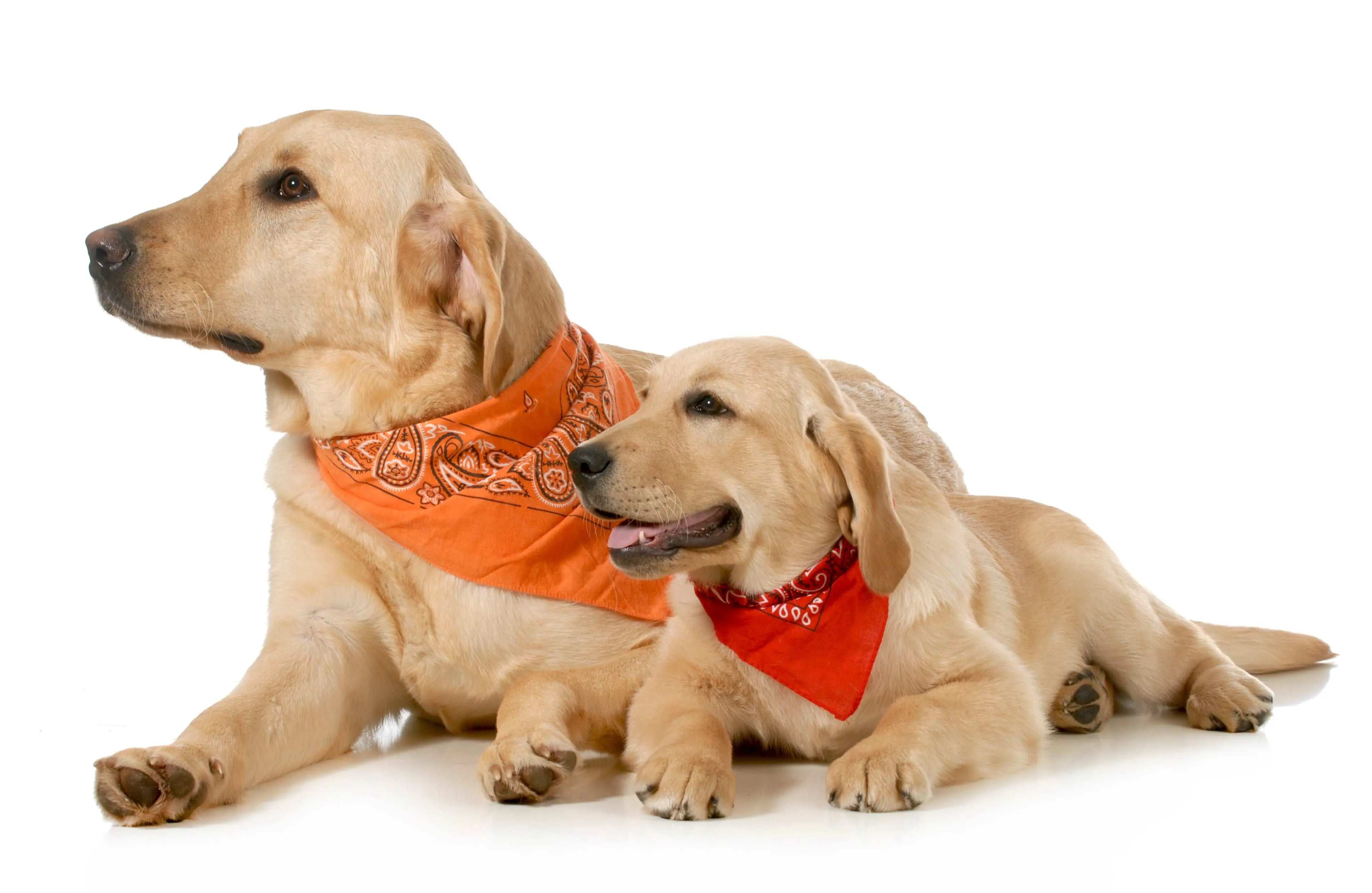 30 Pack Cotton Paisley Regular Size Dog Bandanas