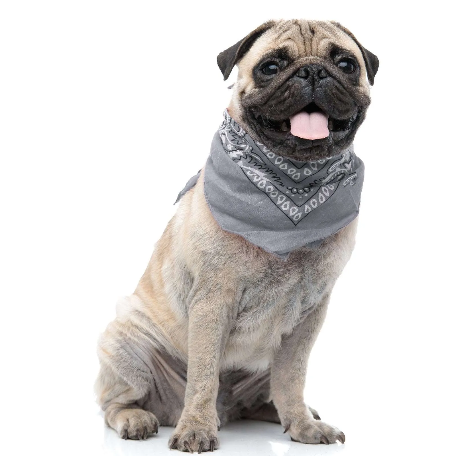 30 Pack Cotton Paisley Regular Size Dog Bandanas