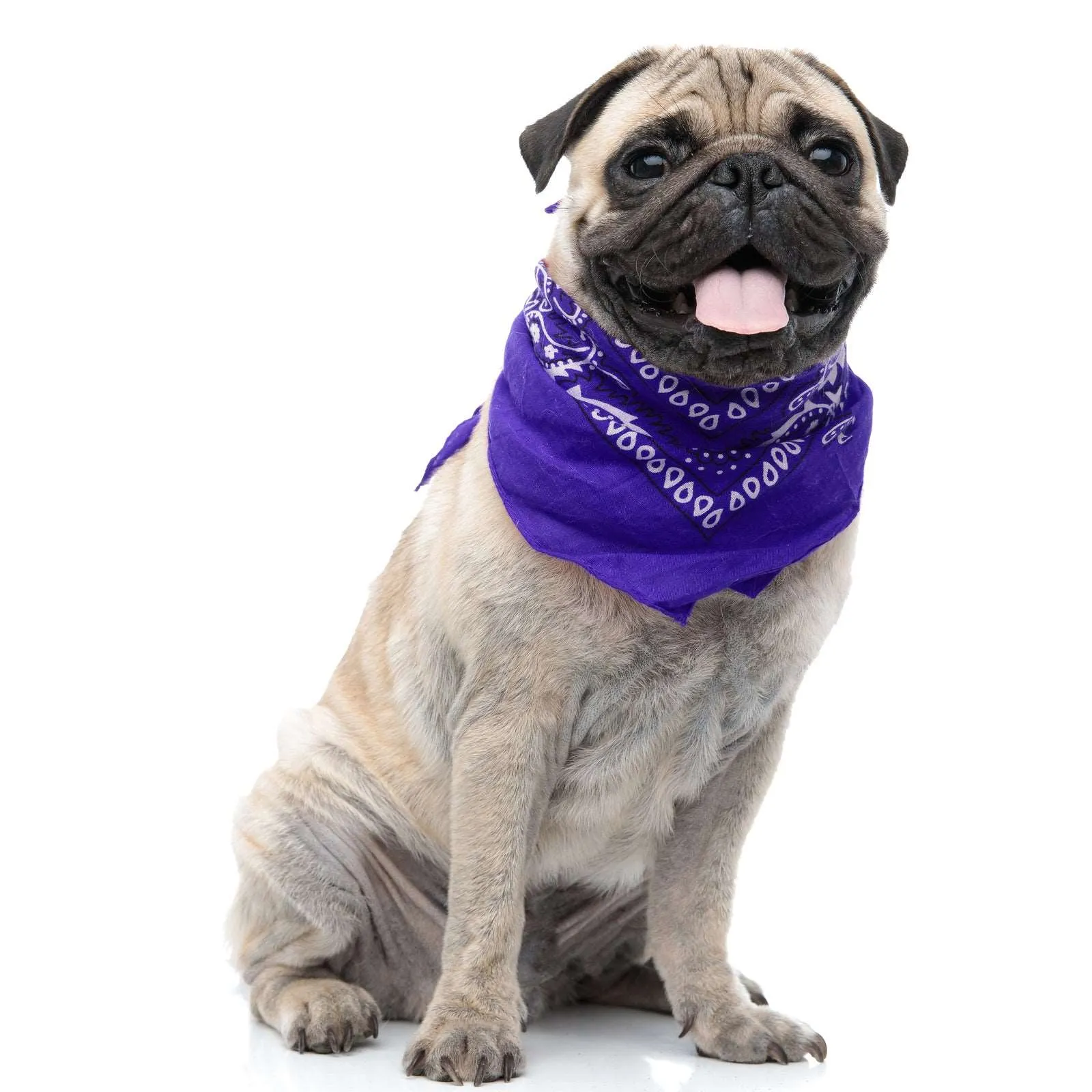 30 Pack Cotton Paisley Regular Size Dog Bandanas