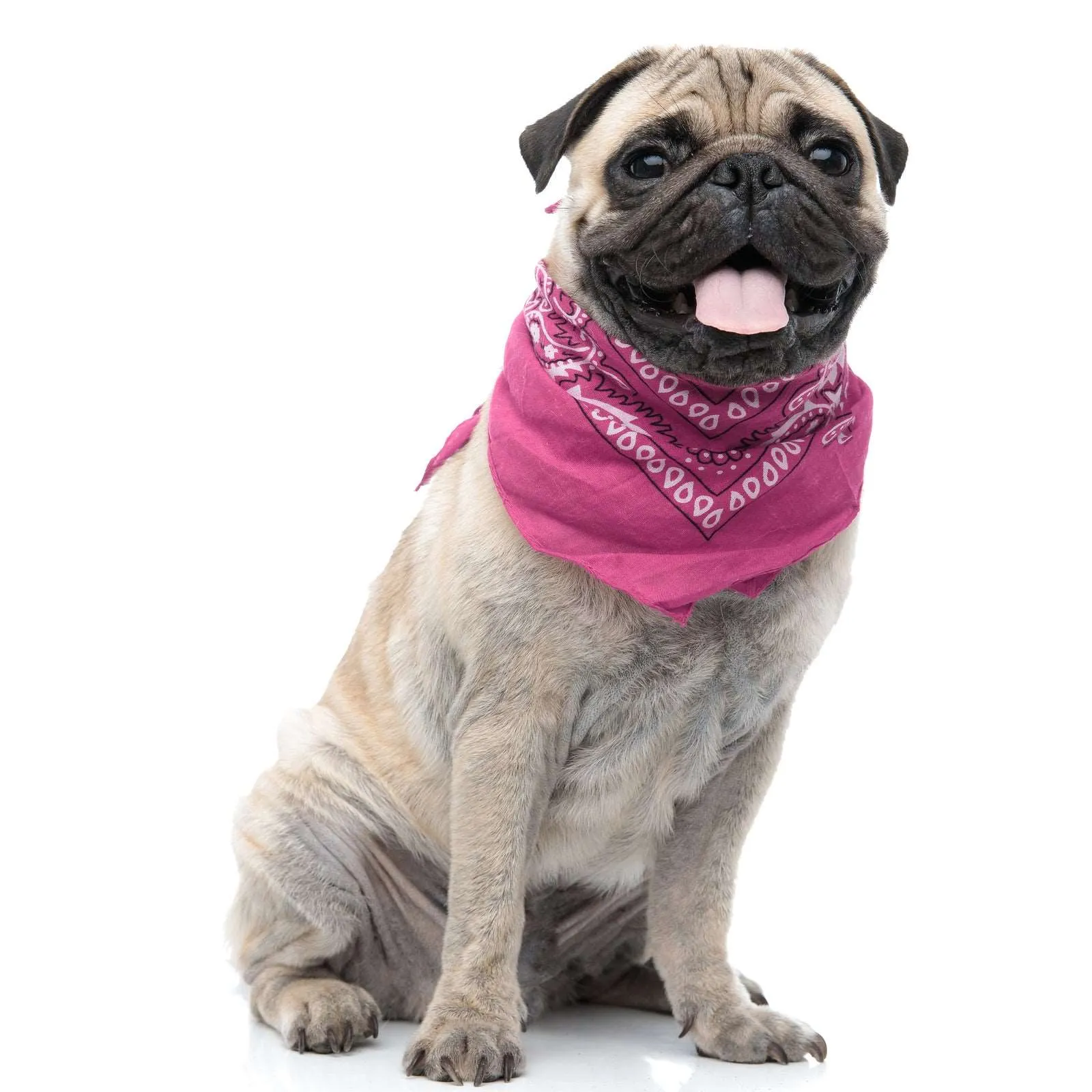 30 Pack Cotton Paisley Regular Size Dog Bandanas