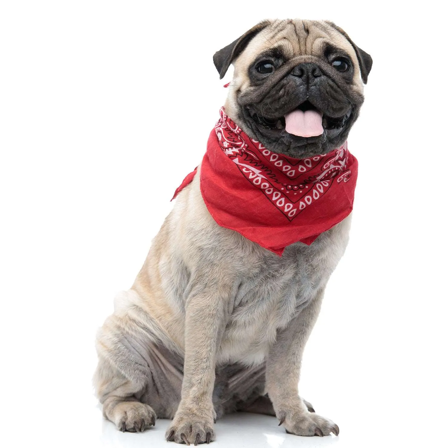 30 Pack Cotton Paisley Regular Size Dog Bandanas