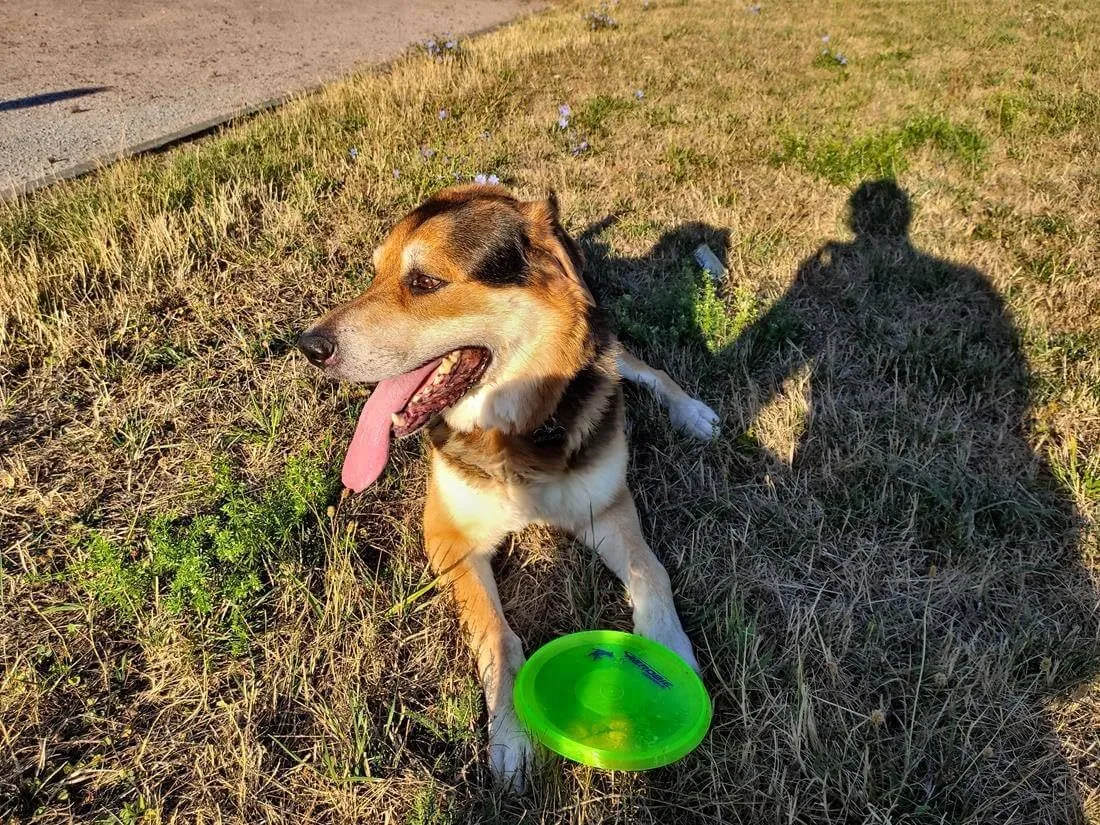 Aerobie Dogobie Disc Outdoor Flying Disc for Dogs - Colors May Vary