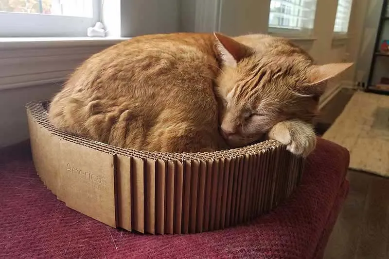 Cat Scratcher Bed