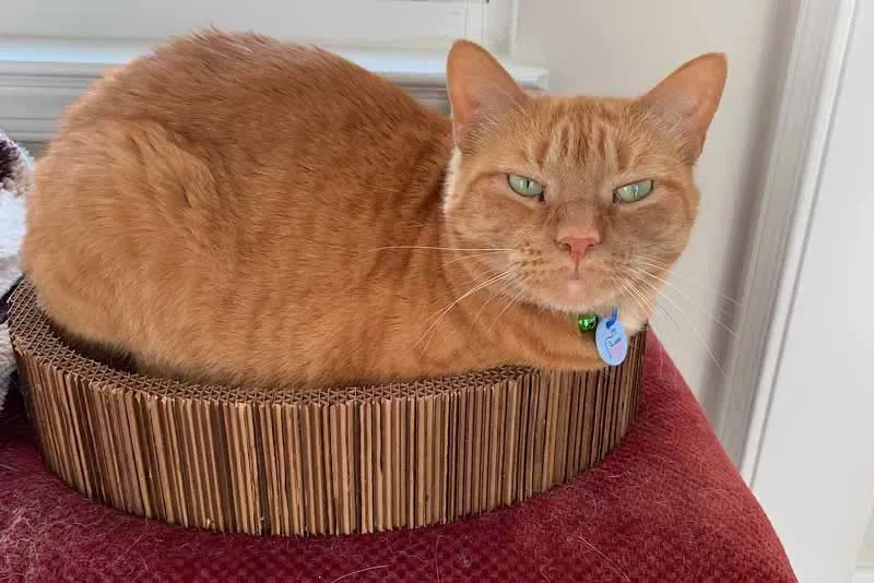 Cat Scratcher Bed