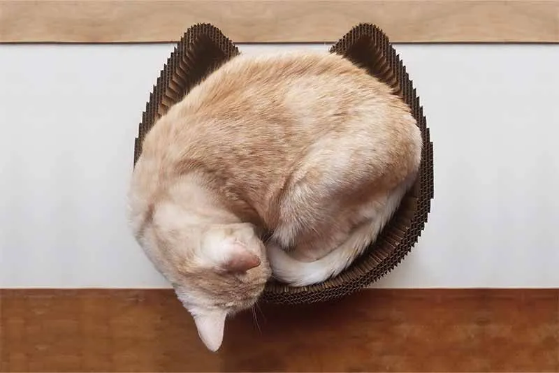 Cat Scratcher Bed