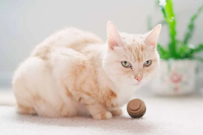 Cat Toy Balls – Round Pack