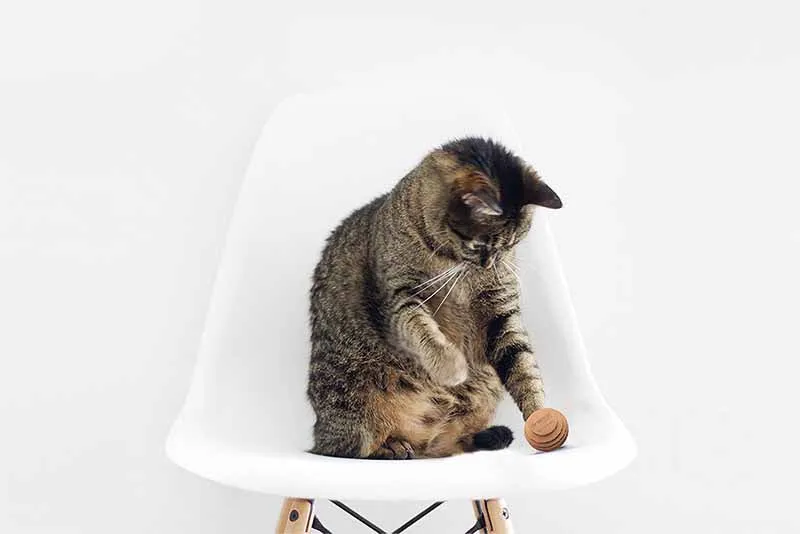 Cat Toys –  Variety Pack