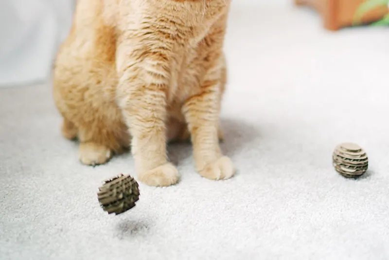 Cat Toys –  Variety Pack