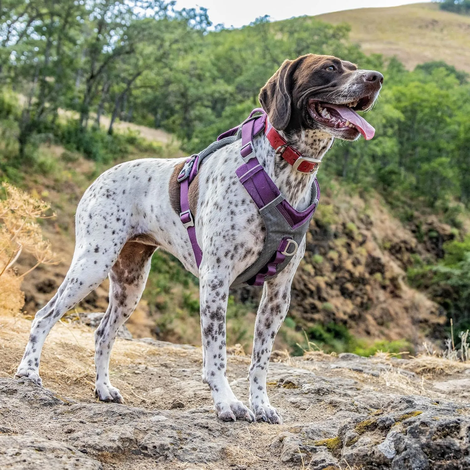 Kurgo Journey Air Dog Harness, Vest Harnesses for Dogs, Pet Hiking Harness for Running & Walking, Reflective, Padded, Includes Control Handle, No Pull Front Clip (Purple, X-Large)