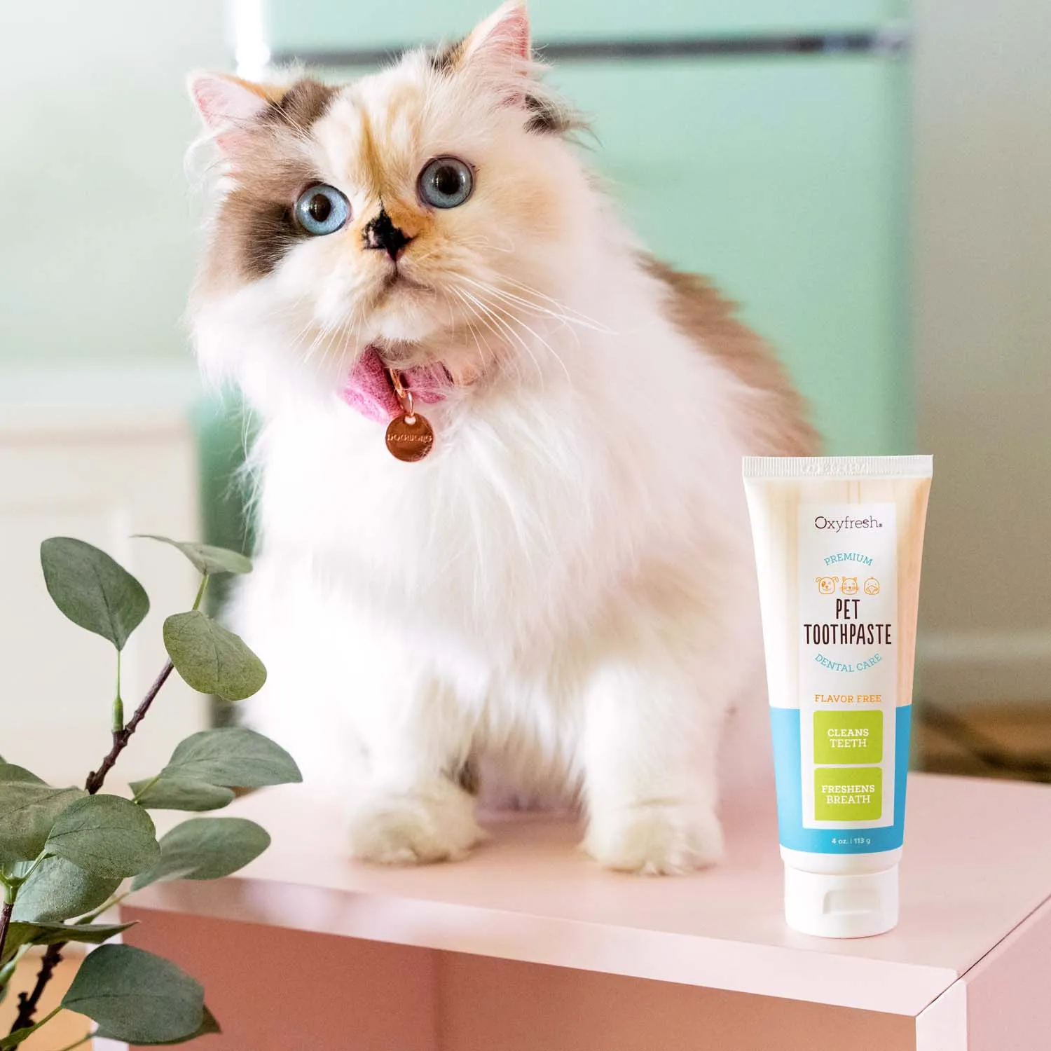 Pet Plaque Fighting Toothpaste & Brush