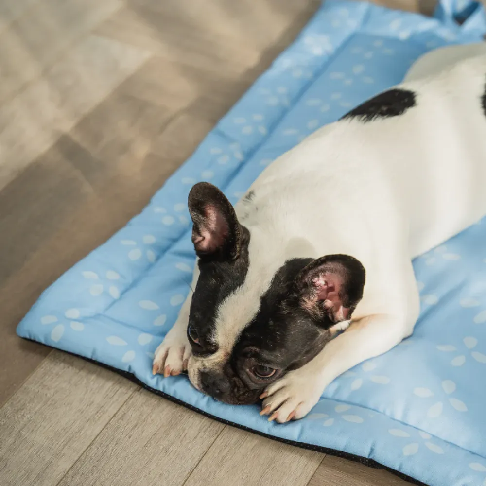 Pet Set Go Sky Bloom Mat for Dogs (Sky Blue)