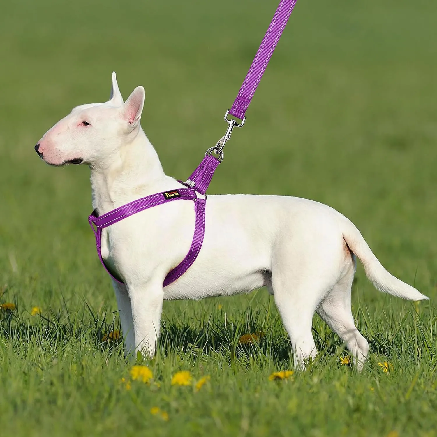 Plutus Pet Step in Dog Harness, Reflective, Adjustable, and Secure with Metal Buckles, Quick Fit Dog Harness for Puppy, Small, Medium and Large Dogs, Purple, XS